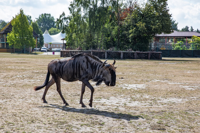 Streifen-Gnus
