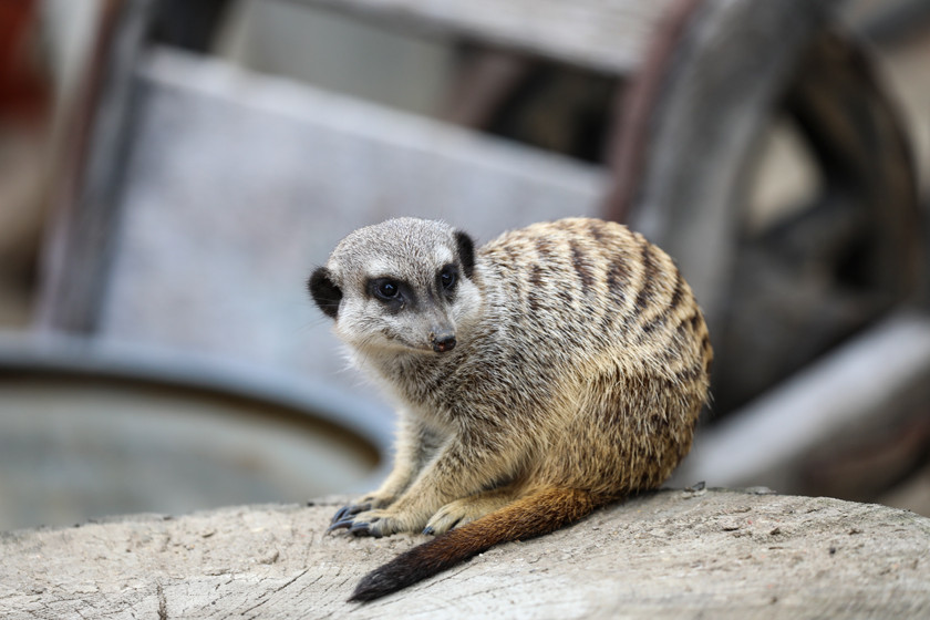 Erdmännchen