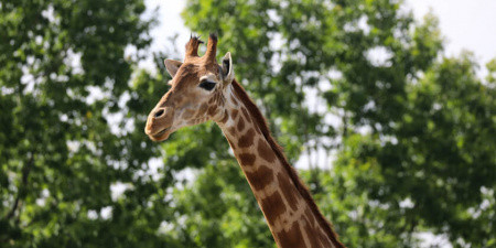 Giraffen