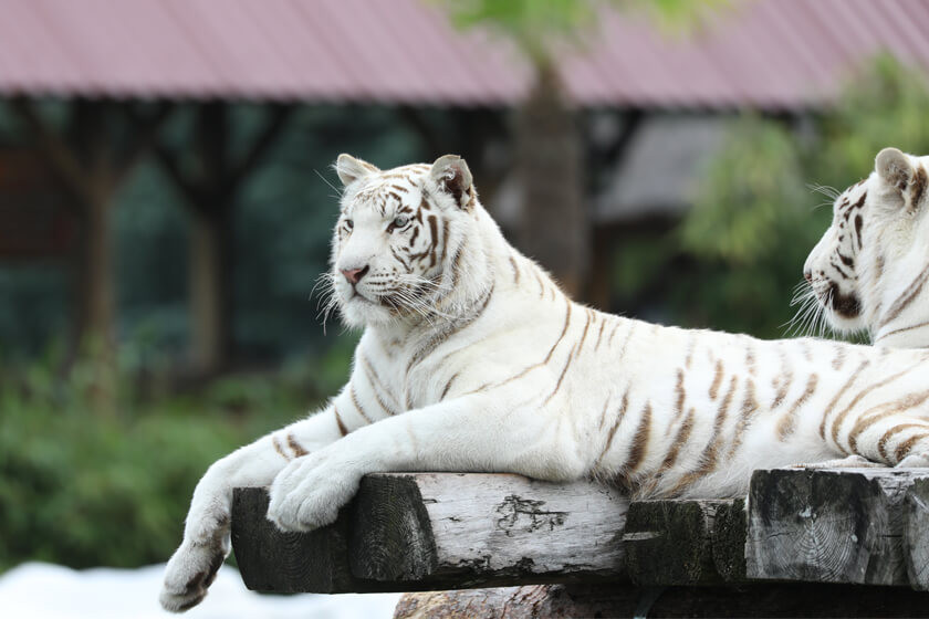 Weiße Tiger
