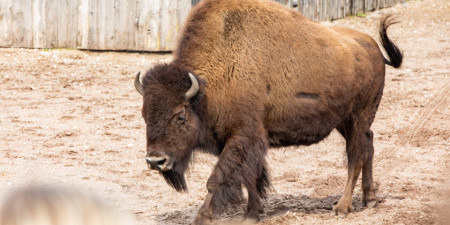 Bisons