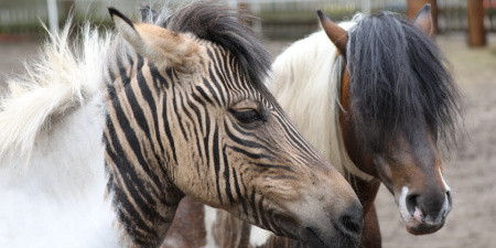 Zebra-Pferd