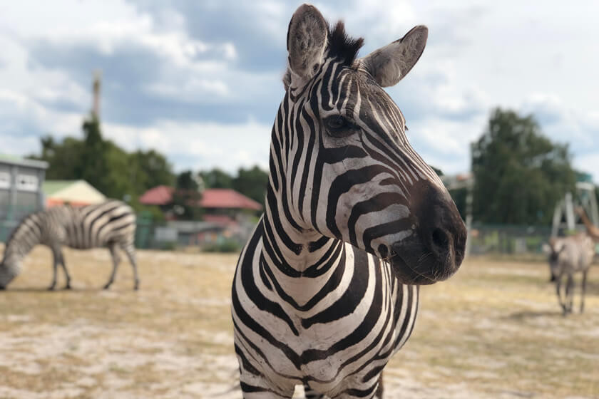 Steppen-Zebras