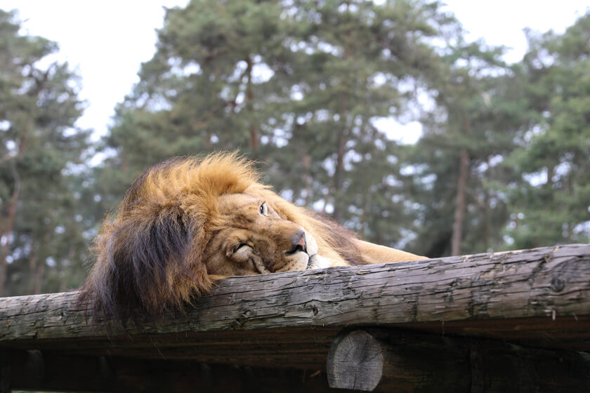 Löwen