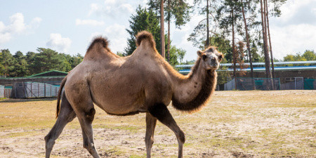Trampeltiere