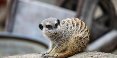 Erdmännchen