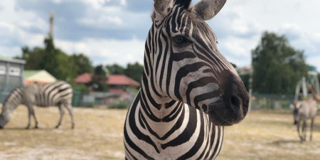 Steppen-Zebras
