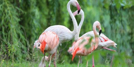 Flamingos
