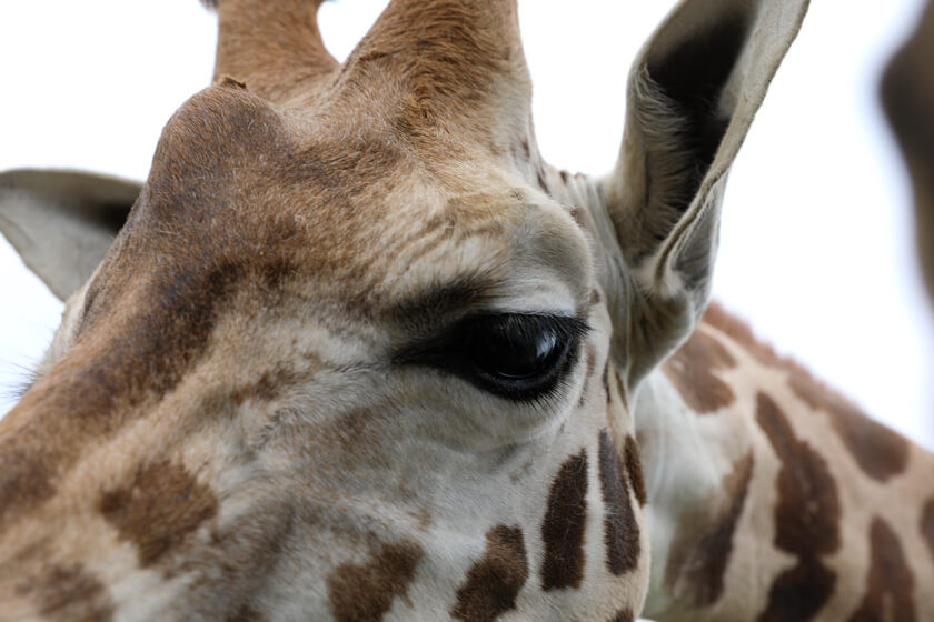 Giraffen