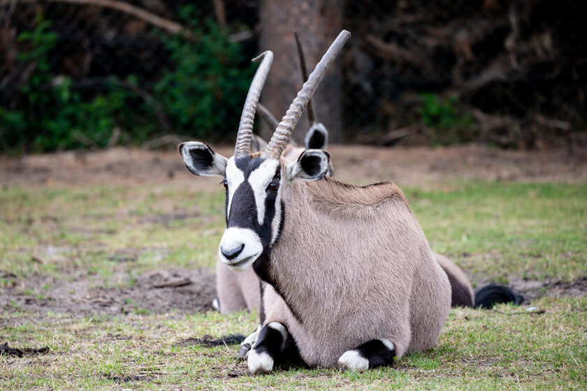 Oryx-Antilopen